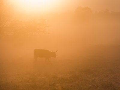 Backgrounds - Highland Cow