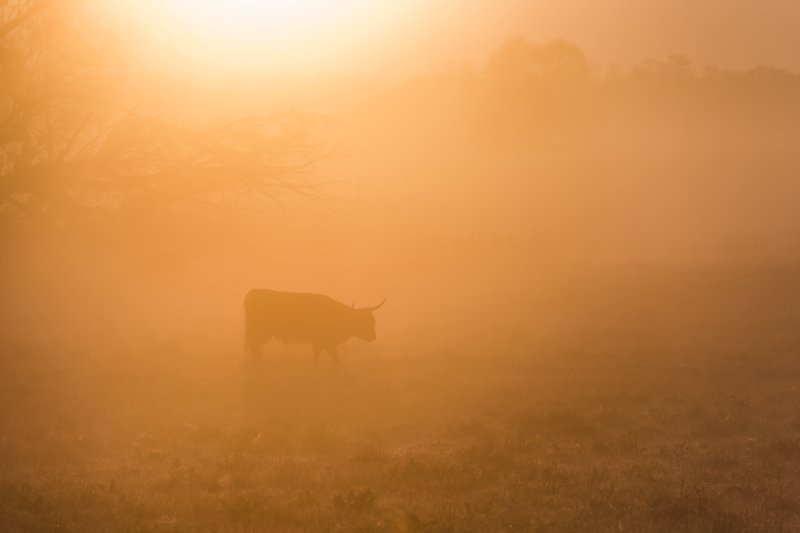 Backgrounds - Highland Cow