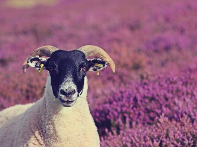 Backgrounds - Sean Paul Kinnear 477269 Unsplash